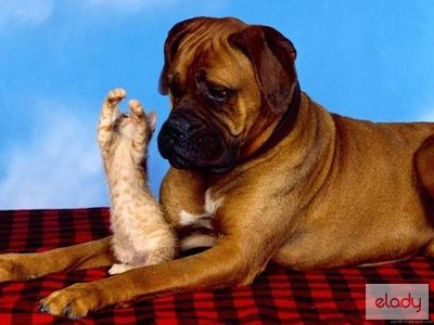 Animale De Companie Beneficiile Uleiului De Somon Salbatic Pentru Caini Si Pisici